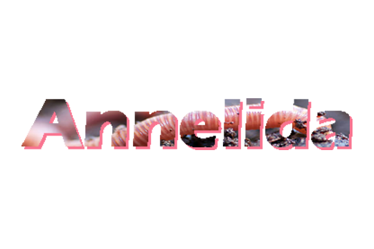 Annelids
