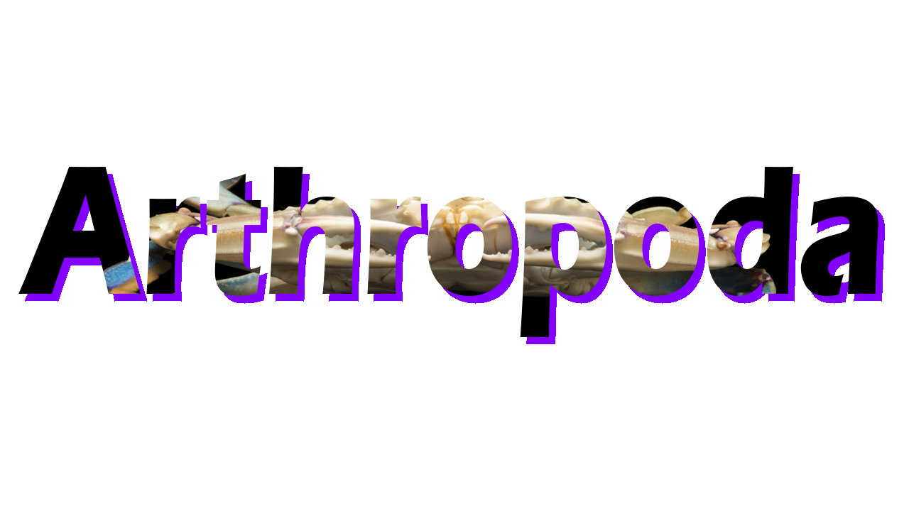 Arthropoda