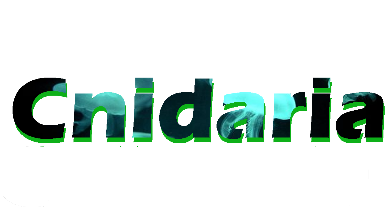 Cnidaria