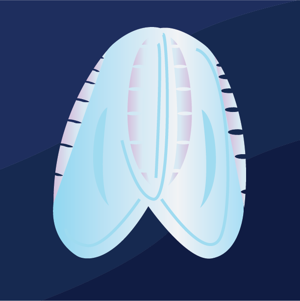 Comb Jelly