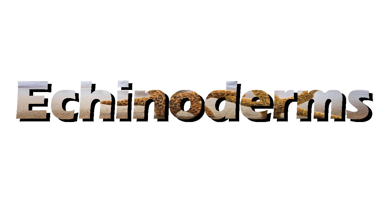 Echinodermata