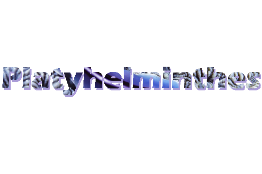 Platyhelminthes