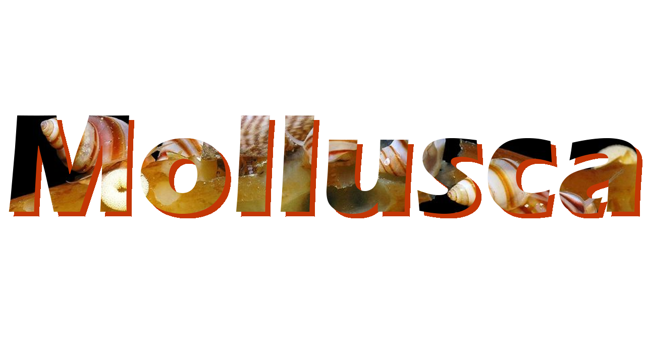 Mollusca