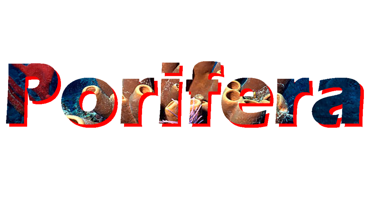 Porifera