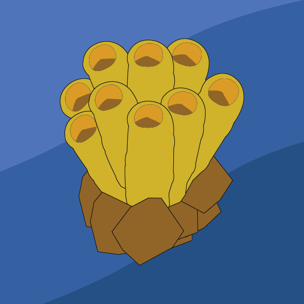 Sea Sponge